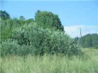 Куркиеки. Хийтола. Участки (186)